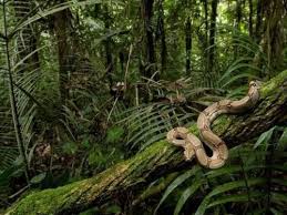 10 Facts About Congo Rainforest Fact File Congo Rainforest Rainforest Animals Jungle Forest