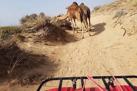 Once the activity is finished, our driver guide. Circuit 2h Quad 1h Camel Ride On The Beach Of Essaouira