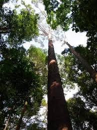 Image result for Dipterocarpaceae