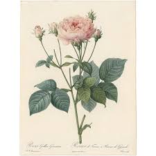 Only 1 left in stock. Redoute Roses Pl 107 Variety Of French Rose Joel Oppenheimer Inc