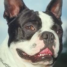 Here are some from nearby areas. Puppyfind Boston Terrier Puppies For Sale