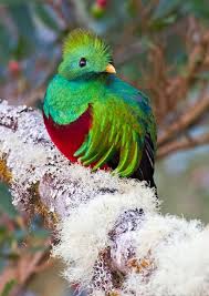 Birds That Start With The Letter Q Pin On Animals Raising And Care
