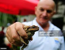 340 Taxidermy Collection Stock Photos, High-Res Pictures, and Images