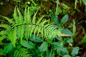 Image result for Pteris dentata