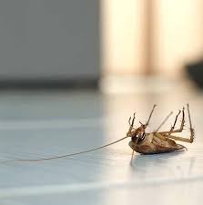 City pest control is a tiny local company covering brighton, hove, worthing, newhaven, hayward's heath, burgess hill, lewes. Dealing With Pests This Summer Terminate Pest Control 01326 377470