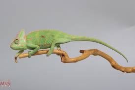Wir haben wieder sehr kräftige und stabile jungtiere vvom jemenchamäleon abzugeben. 1 0 Male Jemen Chamaleon Nz 21 Krl Ca 5 6cm Small Chamaeleo Calyptratus Bild Symbolisch Chamaleons Echsen Tierbestand M S Reptilien Der Terraristik Experte