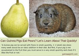Pin On Guinea Pigs