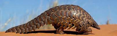 Pangolin Scale Seizures Jumped 10 Times Between 2014 And 2018 Un Report