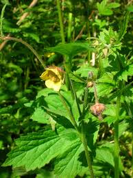 While it's fine to use common names such as lady's mantle, poppy or heather, these can cause confusion, even within the same latin names can give you useful information about a plant, including its colour, where it originates from and growth habit. A Guide To Names Of Weeds With Pictures Dengarden