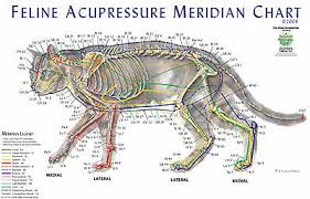 Feline Meridian Chart Cat Acupressure Meridian Chart