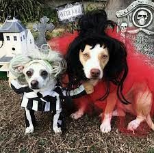 We dare you to say beetlejuice three times in a row. Beetlejuice Beetlejuice Lydia Deetz Pet Costume Halloween Petcostume Cutedog Cute Funny Timbu Dog Halloween Costumes Pet Costumes Beetlejuice Costume