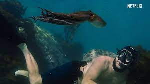 I remember the day when it all started seeing this really strange i think. Doku Tipp Octopus Teacher Auf Netflix Utopia De