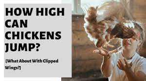Maybe you would like to learn more about one of these? How High Can Chickens Jump What About With Clipped Wings