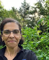 Growing tall purple tomato plants