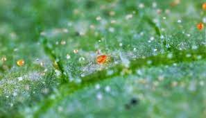 Maybe you would like to learn more about one of these? Cannabis Growing How To Get Rid Of Spider Mites During Flowering Urbanorganicyield Com