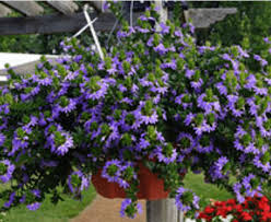 Image result for Scaevola