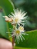 Image result for Syzygium komatiense