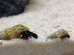 I acclimated shrimp and fish using the slow drip method in the past. Acclimating Malaysian Trumpet Snails To Brackish Water Shrimp Science
