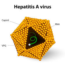 Travelers are more likely to get infected with hepatitis a if they visit rural areas, trek in backcountry areas, or frequently eat or drink in settings of poor sanitation. Lernkartei Virologie