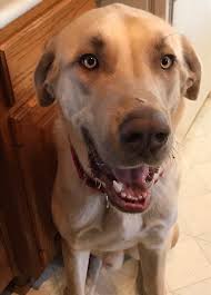 Adopt a dog in indianapolis, indiana these adorable pups are available for adoption in indianapolis, indiana. Dog For Adoption Mccartney A Labrador Retriever In Indianapolis In Petfinder