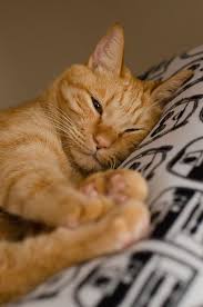 Black And White Orange Cat Cat Facts Why Orange Cats Are Usually Male Cattime Orange Tabby Cats Cat Facts Orange Cats