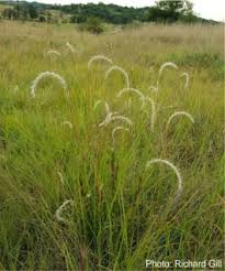 Image result for Elionurus