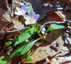 Image result for Montiniaceae