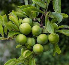 Mature trees up to 28 working days but average is 14 to 21. Persian Green Plum Tree Ison S Nursery Vineyard