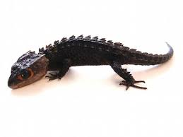 Red Eyed Crocodile Skink For Sale Red Eyed Crocodile Skink Crocodile Skink Reptiles