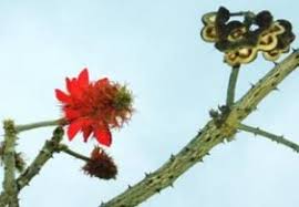 Image result for Erythrina livingstoniana