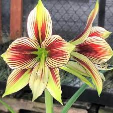 Amaryllis Papilio Butterfly 1 Bulb Amaryllis Rare Flowers Perennial Plants