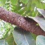 Image result for Zanthoxylum usambarense