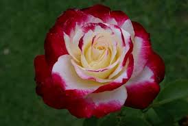 Bunga mawar termasuk jenis bunga tanaman hias yang memiliki berbagai macam warna. 10 Jenis Bunga Mawar Terindah Di Dunia Ada Yang Paling Langka