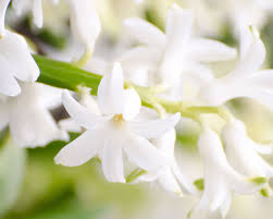 Most flowers with a scent are used in perfume. The 5 Most Fragrant Flowers In Perfumery Experimental Perfume Club