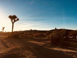 Maybe you would like to learn more about one of these? 100 000 Best Joshua Tree Photos 100 Free Download Pexels Stock Photos