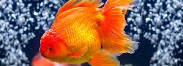 How big do comet goldfish grow. Fancy Goldfish Care Sheet Supplies Petsmart