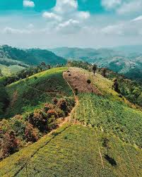 Hasil gambar untuk perkebunan teh cipasung