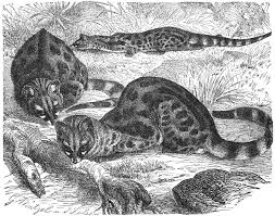 Klinika gennet se specializuje na komplexní péči v oboru lékařské genetiky, prenatální péče, léčby neplodnosti, poruch reprodukce a umělého oplodnění. File Genette Drawing Jpg Wikimedia Commons