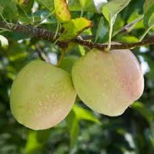 Maybe you would like to learn more about one of these? 7 Cuttings Of Golden Anna Apple Trees Unrooted Fruit Tree Cuttings Ebay