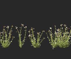 Image result for Mimulus gracilis