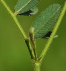 Image result for Tephrosia polystachya