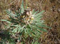 Image result for Crotalaria cephalotes