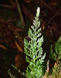 Image result for Abrodictyum rigidum