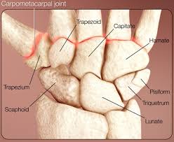 Image result for Trapezoid Bone