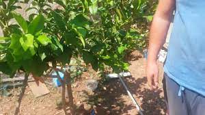 Saksıda limon ağacı nasıl yetiştirilir,saksıda limon agacı yetiştirmenin püf noktalarını sizlere hazırladık. Limon Agaci Yetistirilmesi Bakimi Sulanmasi Gubrelenmesi Nasil Yapilir Youtube