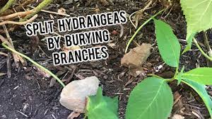 Is it as simple as shoving a shovel in between the two and digging up the new section, then moving the whole clump to a new location? How To Split Hydrangeas Quickly Burying Branches To Propagate New Roots Limelight Endless Summer Youtube
