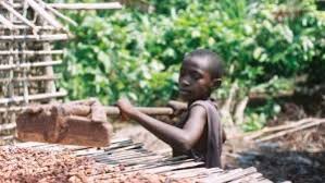Prosperous cocoa farms mean farmers are less likely to rely on their children to support in their work. Child Labour In Cocoa Industry Article Glbrain Com