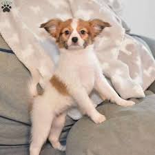 Find dogs and puppies for sale, near you and across australia. Daisy Papillon Puppy For Sale In Ohio
