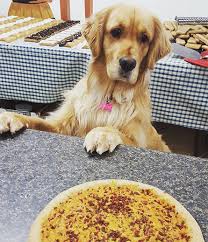 One stop country pet supply has the largest selection of raw diets in keene, nh with a strong emphasis on holistic natural care. Where To Shop For Your Pampered Pet New Hampshire Magazine