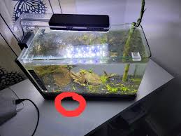 Should You Worry About A Goldfish Jumping Out Of A Fish Tank? - Quora